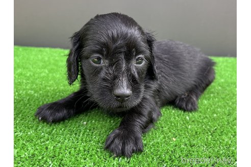 成約済の兵庫県のカニンヘンダックスフンド(ロングヘアード)-329443の3枚目